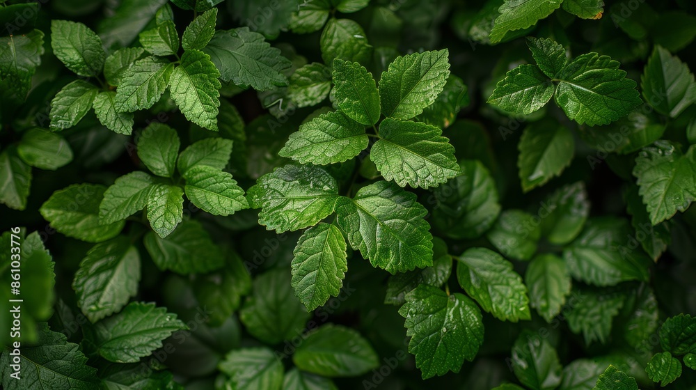 Green Leaves with Texture Green Leaves with Texture
