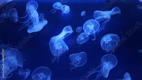 jellyfish in the depths of the sea