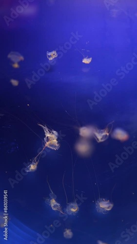 jellyfish Chrysaora melanaster vertical video photo