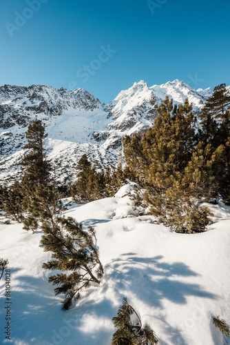 Alpine mountains landscape with white snow and blue sky. Sunset winter in nature. Frosty trees under warm sunlight. Wintry landscape. High tatras, Slovakia