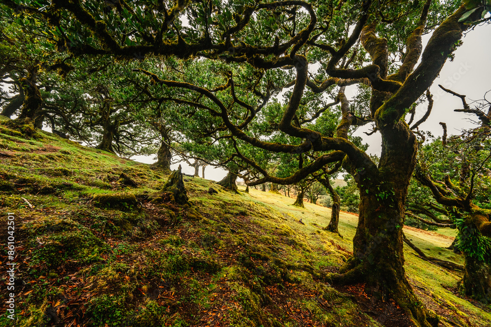 Fototapeta premium Fanal Forest. Misty forest in Fanal. Old laurel tree in laurel tree forest in madeira in Portugal