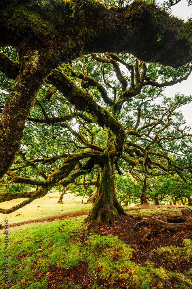 Fototapeta premium Fanal Forest. Misty forest in Fanal. Old laurel tree in laurel tree forest in madeira in Portugal