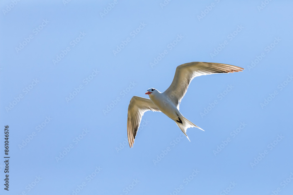 Obraz premium Royal tern (Thalasseus maximus), bird in the family Laridae. Santuario de Fauna y Flora Los Flamencos. Caribbean Region. Wildlife and birdwatching in Colombia