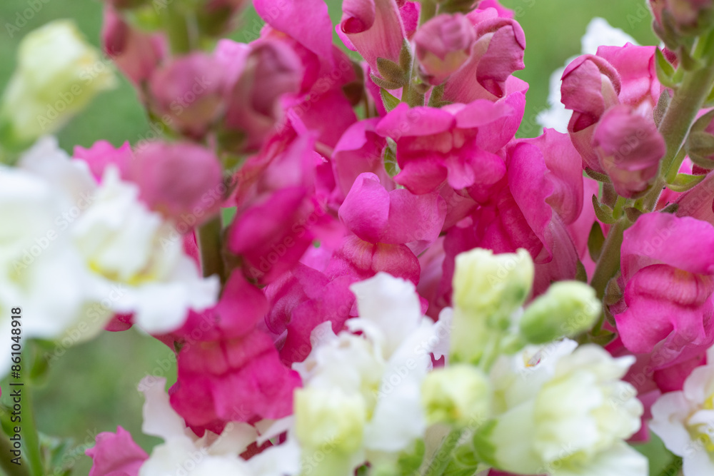 Beautiful white madame butterfly and vibrant pink snapdragons. Snaps close up. Various colors snapdragon flowers close up background. Beautiful white madame butterfly and vibrant pink snapdragons. Snaps close up. Various colors snapdragon flowers close up background.