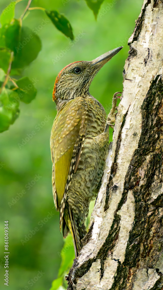 Naklejka premium European green woodpecker, Picus viridis. Juvenile green woodpecker in its natural habitat.