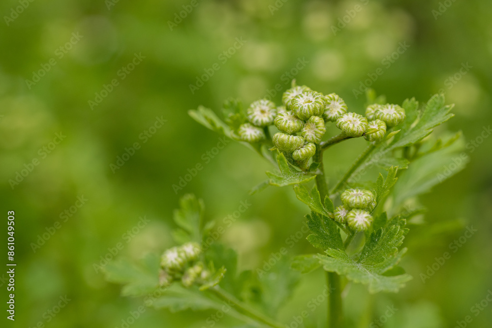 Tanacetum parthenium. Young Feverfew plants about to bloom. Used as a filler flower in cottage style bouquets. Tanacetum parthenium. Young Feverfew plants about to bloom. Used as a filler flower in cottage style bouquets.