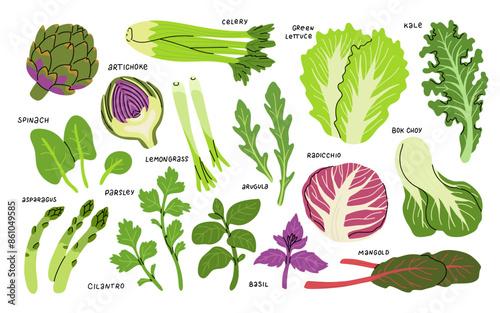 Set of green vegetables, salad leaves and herbs isolated on white. Parsley, Green lettuce, Cilantro, Lemongrass, Basil, Asparagus, Bok choy, Arugula, Kale, Spinach, Radicchio and artichoke.