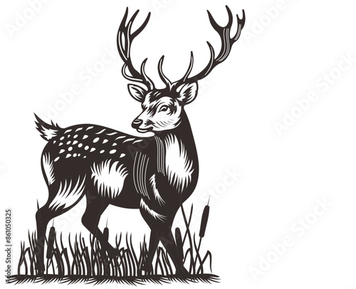 deer in the meadow
