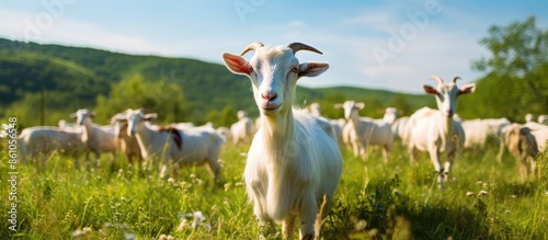 White goats grazing in a picturesque meadow on a goat farm, with ample copy space image.