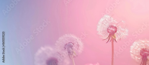 Dandelion Pressed pastel ba...