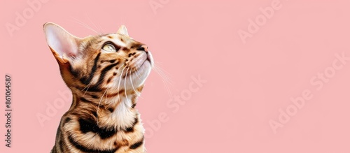 Bengal cat pastel backgroun...
