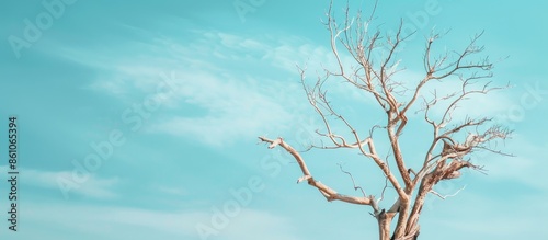 Dead tree with blue sky pas...