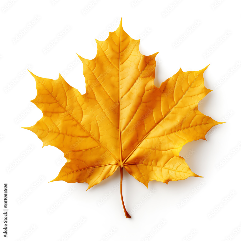 Colorful autumn maple leaf cut out Colorful autumn maple leaf cut out