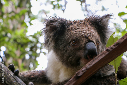 Photography koala in tree