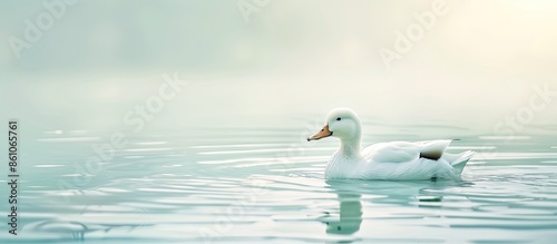 White Duck pastel backgroun...
