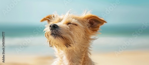 cute small dog shaking at t...