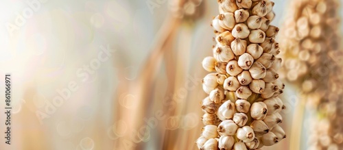 Sorgo seed (Sorghum Moench)...