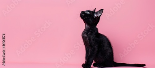 East oriental black cat pas...