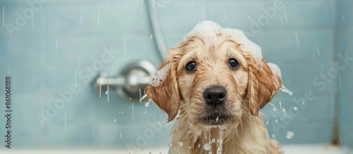 The puppy is taking a showe...