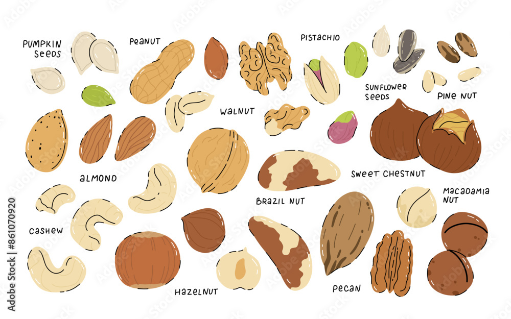 Set of nuts and seeds on white background. Pecan, Brazil nut, almond, hazelnut, pistachio, walnut, cashew, peanut, sunflower and pumpkin seeds. Healthy eating Set of nuts and seeds on white background. Pecan, Brazil nut, almond, hazelnut, pistachio, walnut, cashew, peanut, sunflower and pumpkin seeds. Healthy eating