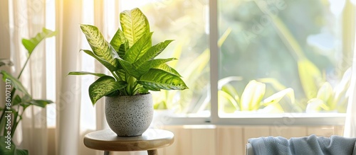 Dieffenbachia plant in a po...