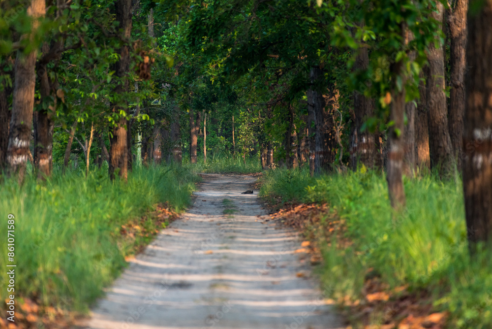 Beautiful and mysterious road with canopy of trees in the forest. Beautiful and mysterious road with canopy of trees in the forest.