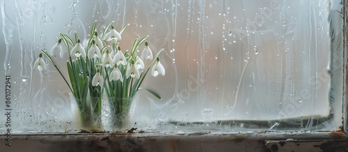 Snowdrop flowers in a dirty...