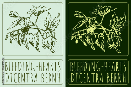 Vector drawing BLEEDING-HEARTS. Hand drawn illustration. The Latin name is DICENTRA BERNH photo