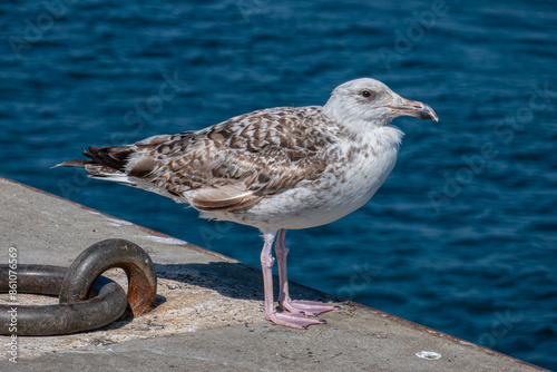 goéland argenté, jeune, prés d'un anneau d'amarrage sur le port photo