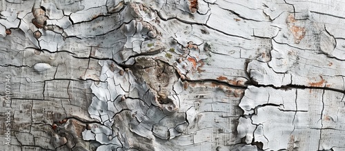 Detail white old tree woode...