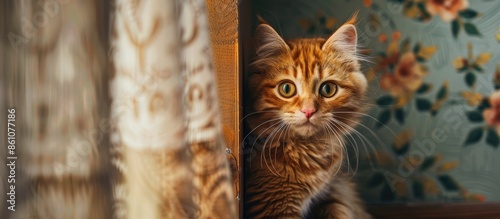 Funny and funny red cat in ...