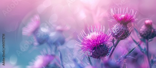 Purple thistle flower close...