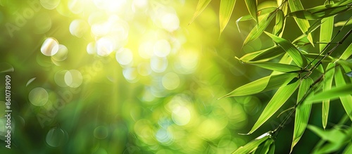 Bamboo forest and green mea...