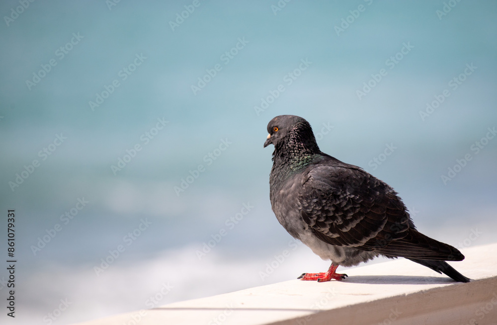 Wild pigeon close-up on the city streets. Wild pigeon close-up on the city streets.
