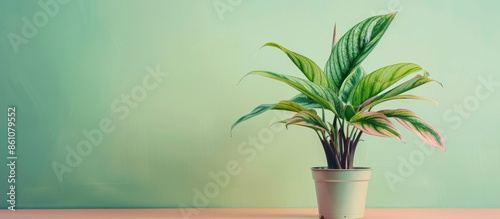 aphelandra house plant in a...