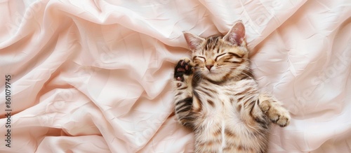 Sleeping cat on the fabric ...