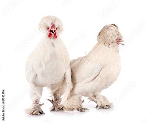 Fotografie sultan chicken in studio