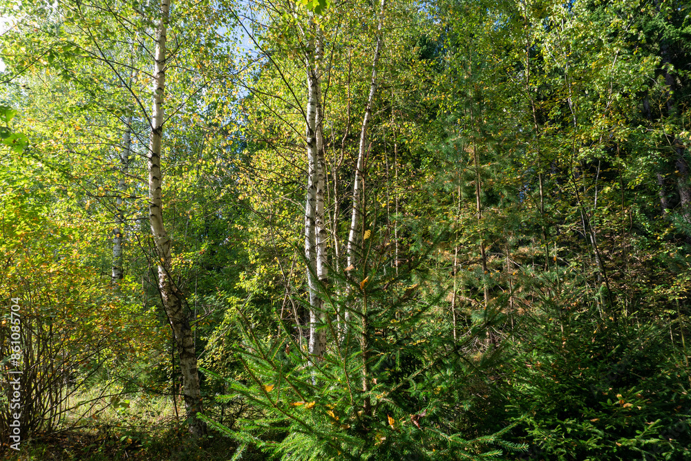 Deciduous forest on a clear sunny day Deciduous forest on a clear sunny day