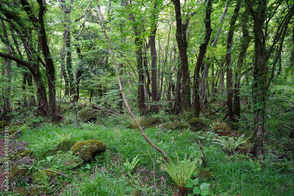 dense primeval forest with fresh plants dense primeval forest with fresh plants