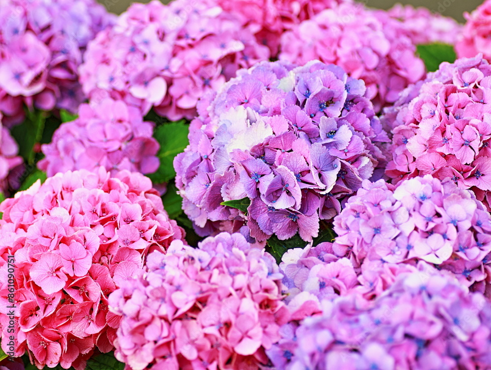 The flowering season for hydrangea arrived
The flowering season for hydrangea arrived