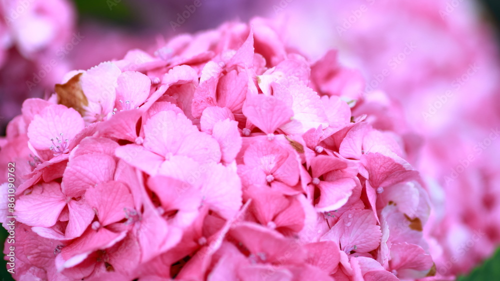 The flowering season for hydrangea arrived
The flowering season for hydrangea arrived
