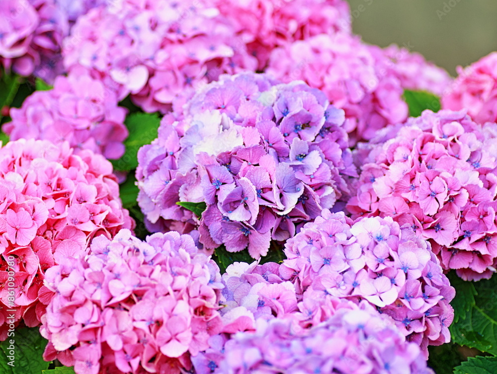 The flowering season for hydrangea arrived
The flowering season for hydrangea arrived