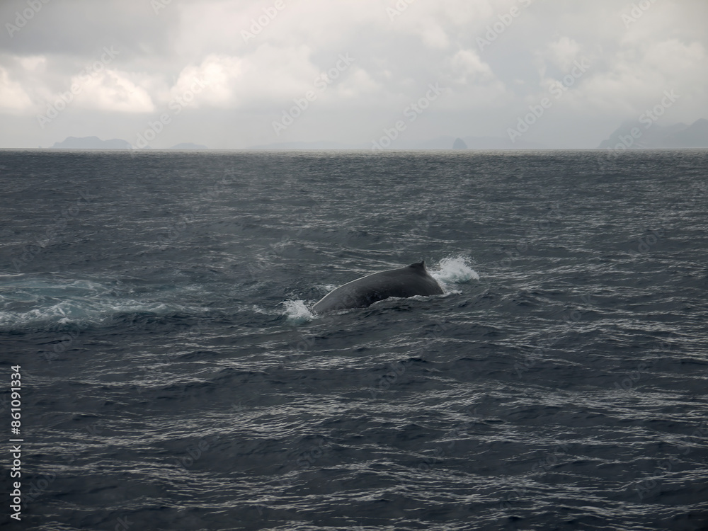 Naklejka premium Lonely Humpback whale swimming in the sea, whale watching on Zamami island, Japan, Okinawa