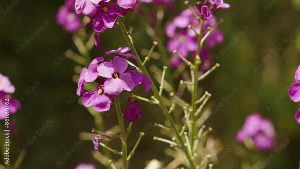 Beautiful Purple Flowers Photosynthesizing Creating Oxygen in Bright Summer Sunlight Beautiful Purple Flowers Photosynthesizing Creating Oxygen in Bright Summer Sunlight