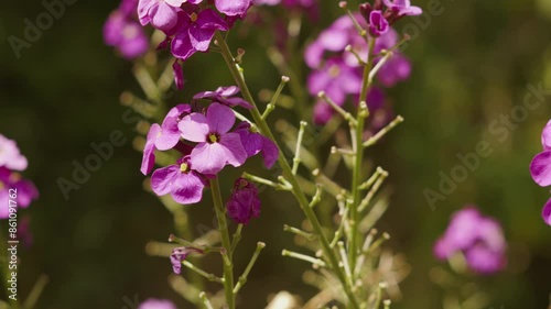 Beautiful Purple Flowers Photosynthesizing Creating Oxygen in Bright Summer Sunlight photo