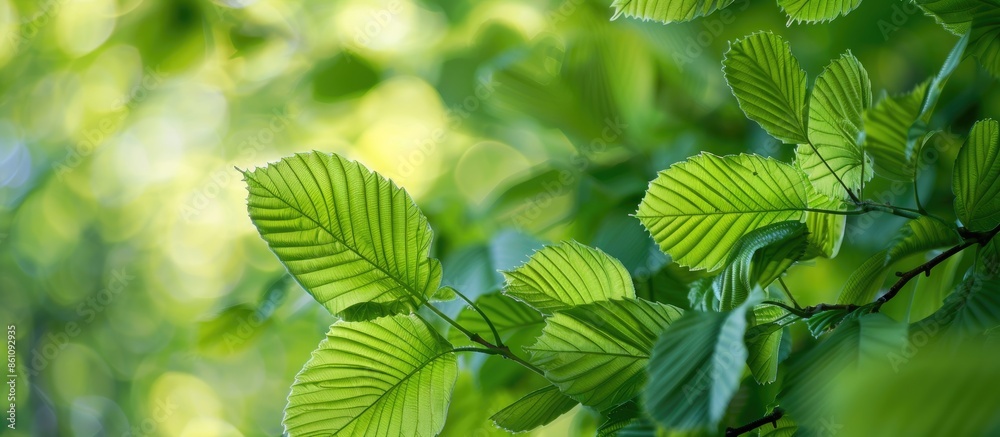 Elm smooth leaved European. Smooth Elm leaved light high quality texture. Copy space image. Place for adding text and design Elm smooth leaved European. Smooth Elm leaved light high quality texture. Copy space image. Place for adding text and design