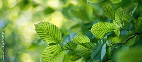 Elm smooth leaved European. Smooth Elm leaved light high quality texture. Copy space image. Place for adding text and design