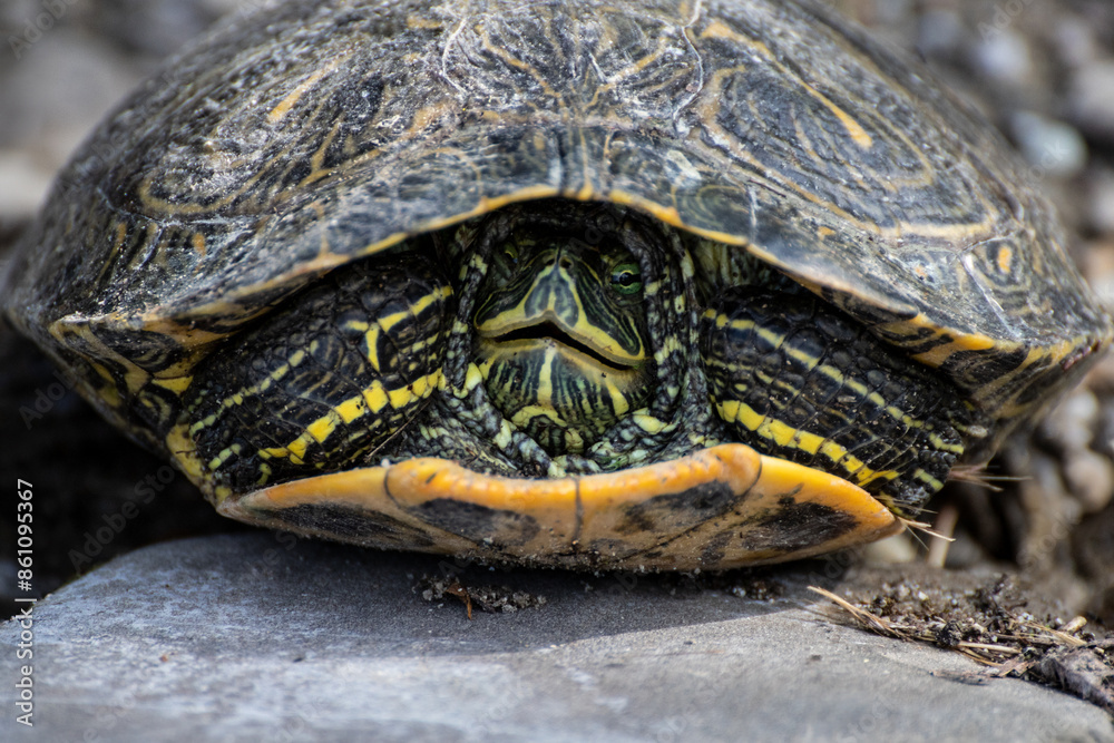 Turtle captured in its shell, illustrating defensive posture and natural habitat in wildlife photography Turtle captured in its shell, illustrating defensive posture and natural habitat in wildlife photography