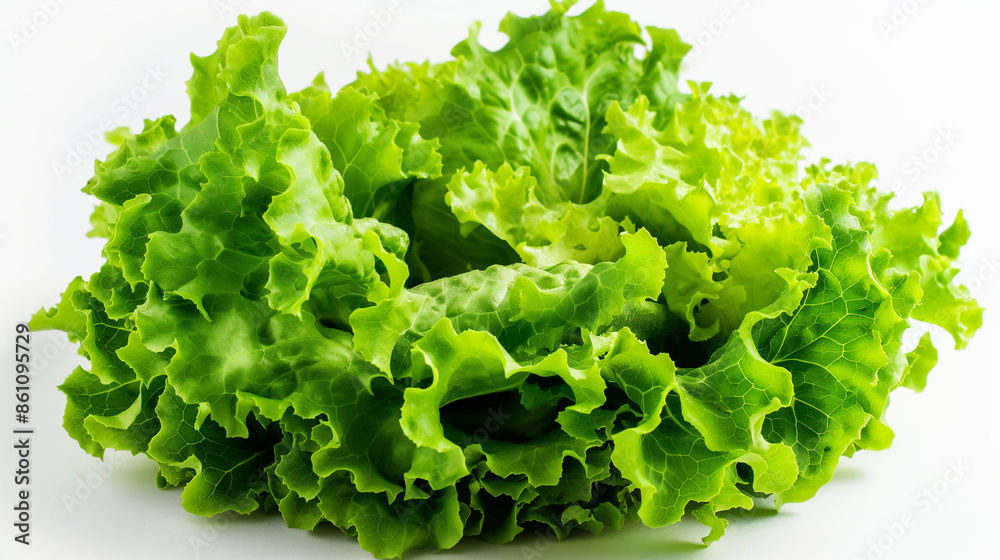 Fresh Lettuce on White Background Fresh Lettuce on White Background