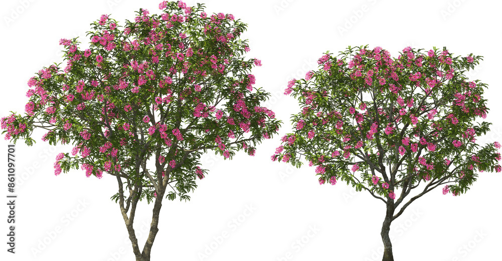 blooming pink shower tree hq arch viz cut out plant